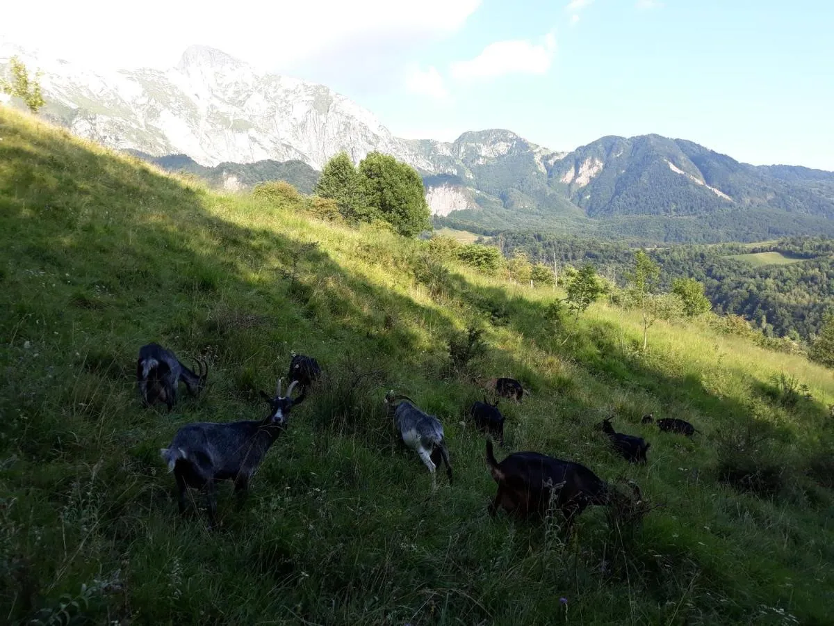Koze na travnatem pobočju pod skalnatimi vrhovi